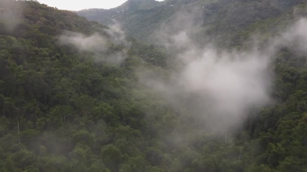 Drone Vliegt Een Laagnevelig Bergwoud — Stockvideo