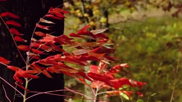Güz Mevsiminin Hızlı Rüzgarlarında Canlı Kırmızı Yapraklar Akar Yakalama — Stok video