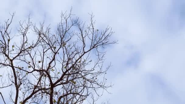 枝から落ちる紅葉の木は背が高く 背景には青空が広がっています 4Kキャプチャ — ストック動画