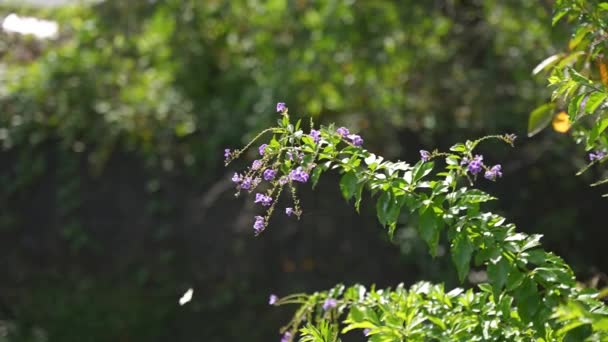 Flores Silvestres Roxas Dia Ensolarado Quente Borboleta Voando Câmera Lenta — Vídeo de Stock