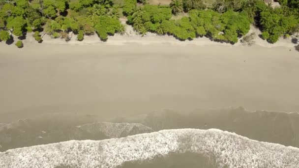 机身底部和顶部有潮水和棕榈树的哥斯达黎加海滩自上而下的航拍 — 图库视频影像
