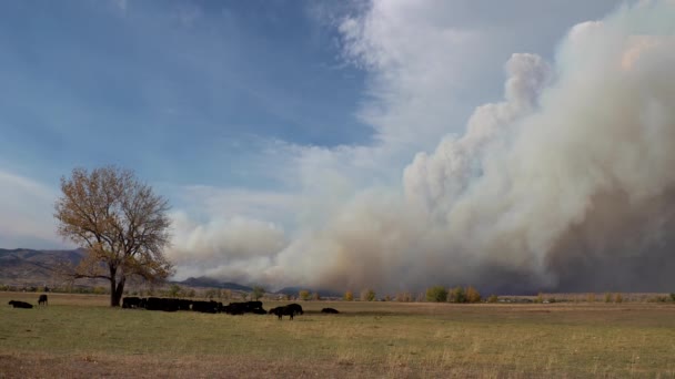 Požár Calwoodu Hořící Předním Okraji Severního Colorada — Stock video