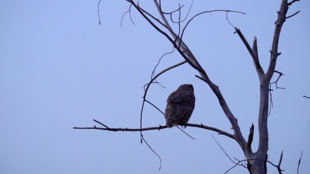 Filmagem Câmera Lenta Great Horned Owl Decolando — Vídeo de Stock