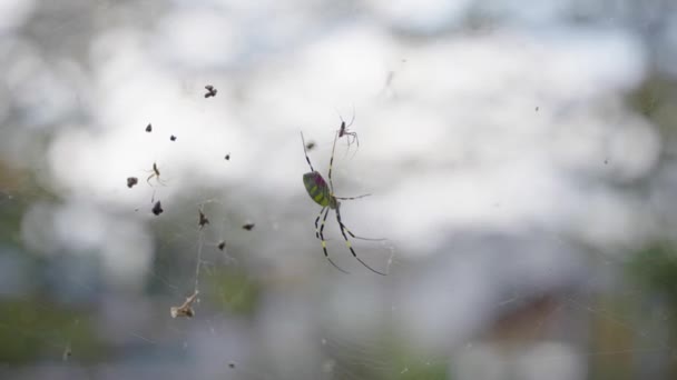 Joro Spider Trichonephila Clavata Feminino Dois Machos Sentam Web — Vídeo de Stock