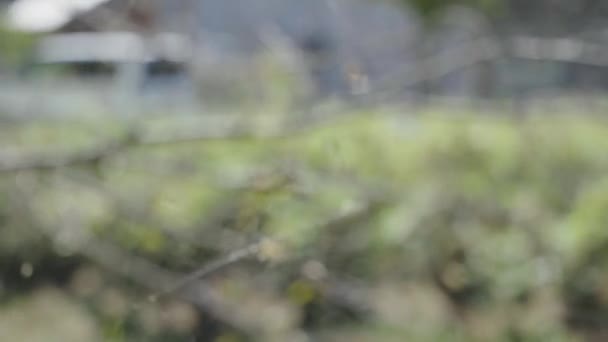 Joro Spider Japan Golden Orb Web Rack Focus Shot — стоковое видео