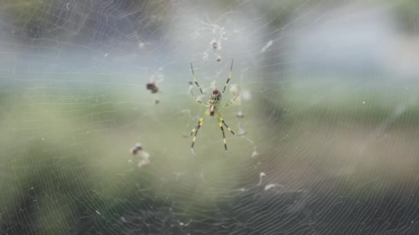 Trichonephila Clavata Japonesa Golden Orb Weaver Spider Web — Vídeo de Stock