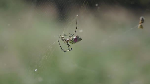 Golden Orb Weaver Spider Feeding Fresh Prey Insect — 비디오