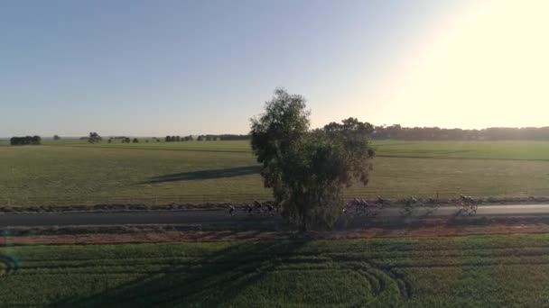 Luchtfoto Van Een Groep Renners Die Deelneemt Aan Wedstrijd Gears — Stockvideo