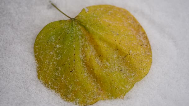 黄色の葉を覆う雪の時間経過 — ストック動画