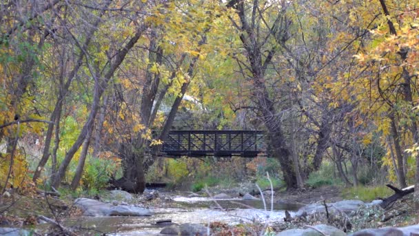 Fietsen Natuur Trail Slow Motion — Stockvideo