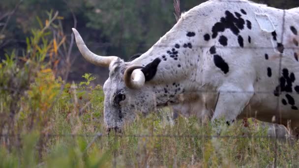 Pemandangan Tertutup Dari Penggembalaan Sapi Longhorn — Stok Video