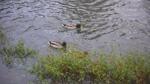 Mallard Kachny Plavání Řece Pomalém Pohybu — Stock video