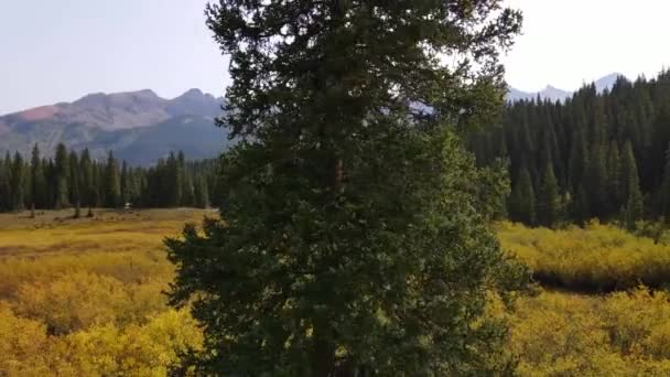 Gyllene Fältet Uppenbarar Sig Vid Trädet Pan Höger Skott Telluride — Stockvideo