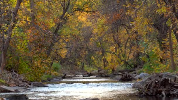Fald Løv Langs Boulder Creek – Stock-video