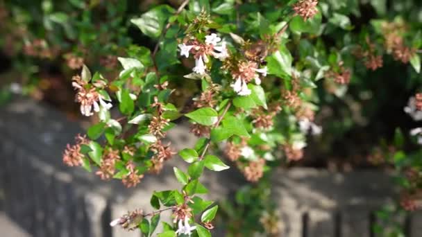 Slow Motion Koliber Hawk Moth Pijący Nektar — Wideo stockowe