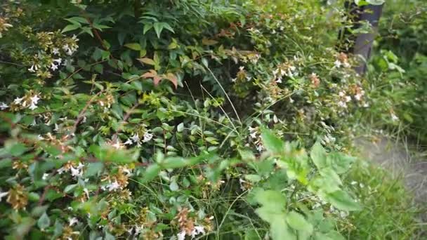 Létající Kolibřík Hawk Moth Pomalém Pohybu Přes Rostliny — Stock video