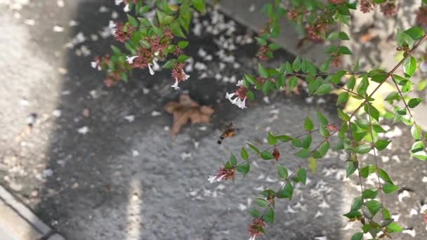 Kolibřík Jestřáb Můra Pije Nektar Pomalém Pohybu — Stock video