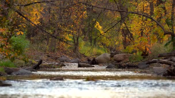 Podzim Listí Podél Boulder Creek — Stock video