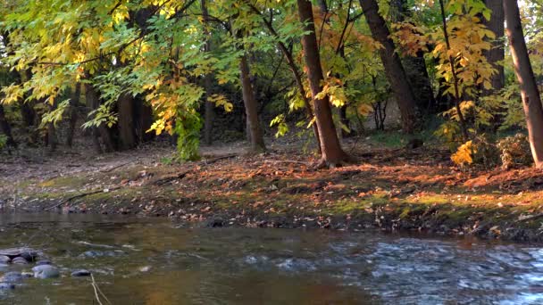 波尔河沿岸的秋天色彩 — 图库视频影像