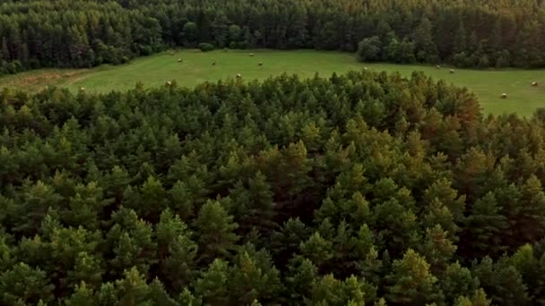 在森林上空飞翔 一只鹿出现在田野里 — 图库视频影像