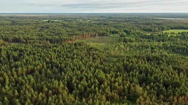 Bewirtschafteter Wald Auf Flacher Natur — Stockvideo