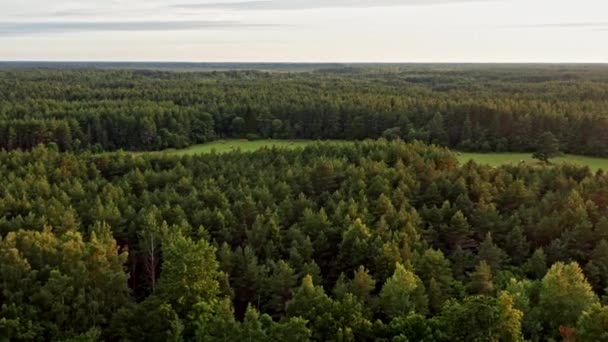 Annäherung Ein Feld Inmitten Eines Riesigen Waldes — Stockvideo