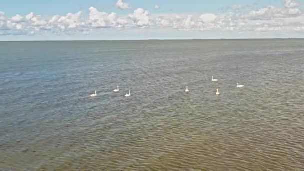 Лебеди Плавающие Беспокойном Море — стоковое видео