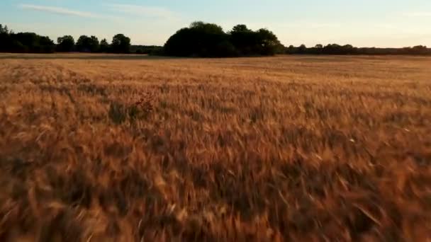 Volando Campo Grano Verso Alcuni Alberi Nel Mezzo — Video Stock