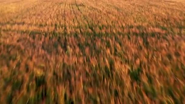 Avanzando Rápido Sobre Campo Trigo Hacia Bosque — Vídeos de Stock