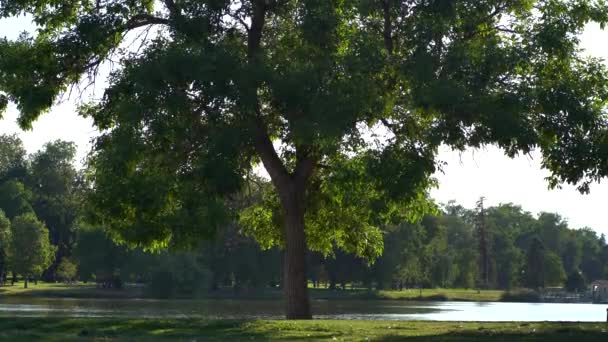 Vista Uma Única Árvore Parque Urbano — Vídeo de Stock