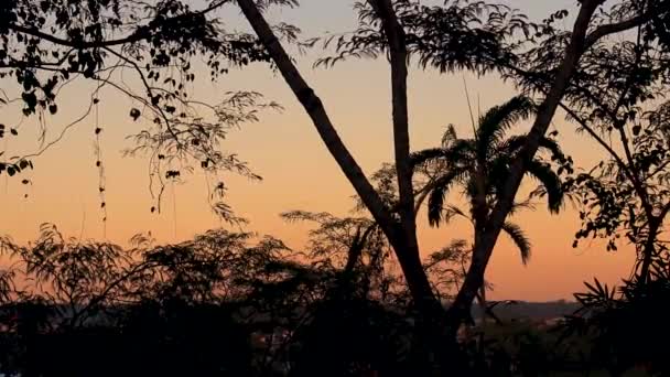 Günbatımında Güzel Yağmur Ormanları Turuncu Gökyüzü Ağaçların Karanlık Silueti Tropikal — Stok video