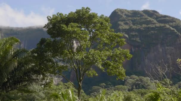 Высокое Дерево Хорошем Свете Национальном Парке Амборо Боливия — стоковое видео