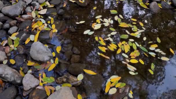 Hojas Caídas Flotando Agua — Vídeos de Stock