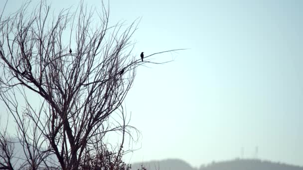 Pequeno Pássaro Empoleirado Árvore Morta Contra Fundo Pôr Sol Montanhas — Vídeo de Stock