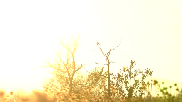 Piccolo Uccello Appollaiato Albero Morto Uno Sfondo Tramonto Montagne — Video Stock