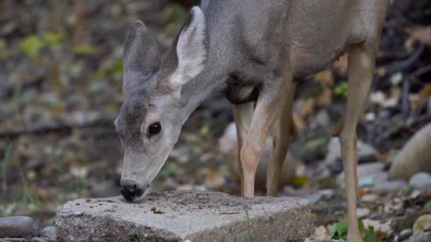 Cerf Mulet Mangeant Des Feuilles Vertes — Video