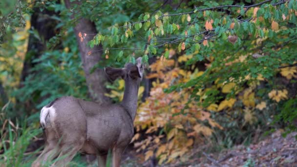 Cerf Mulet Mangeant Des Feuilles Vertes — Video