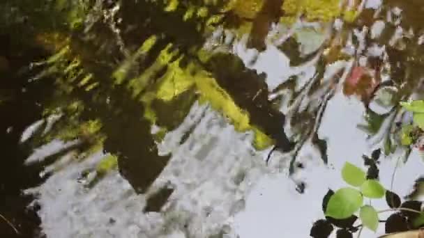 Ruhiger Entspannender Hintergrund Tropische Blattreflexion Wasser Wasser Das Langsam Weht — Stockvideo