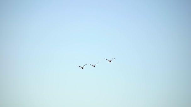 Långsamtgående Bilder Fåglar Flygning — Stockvideo