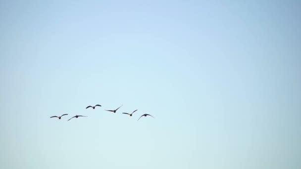 Långsamtgående Bilder Fåglar Flygning — Stockvideo