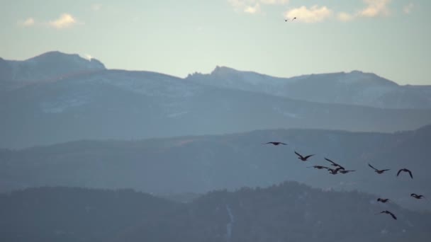 飛行中の鳥のスローモーション映像 — ストック動画