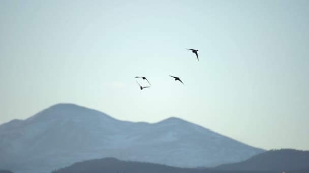 Filmagem Câmera Lenta Aves Voo — Vídeo de Stock