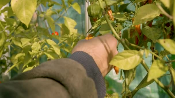 Male Hand Checking Picking Chilis Close — Stock Video