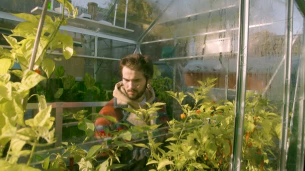 Хипстер Мужчина Проверяет Свои Растения Зеленом Доме — стоковое видео