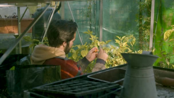 Хипстер Мужчина Проверяет Растения Зеленом Доме — стоковое видео