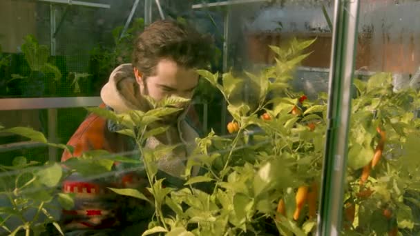 Чоловік Хіпстер Перевіряє Своїх Рослинах Чилі Своєму Зеленому Будинку — стокове відео