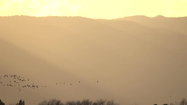 Manada Gansos Volando Sobre Fondo Montañas — Vídeo de stock