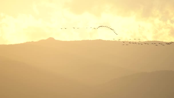 Flock Geese Flying Background Mountains — Stock Video