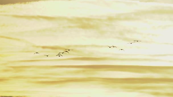 Flock Geese Flying Background Orange Sky — Stock Video