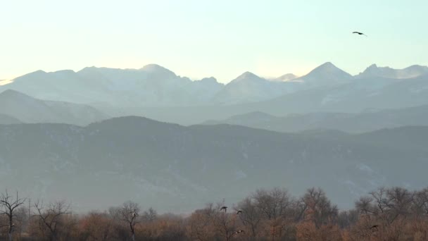 Pájaro Presa Vuelo Sobre Fondo Montañas — Vídeo de stock